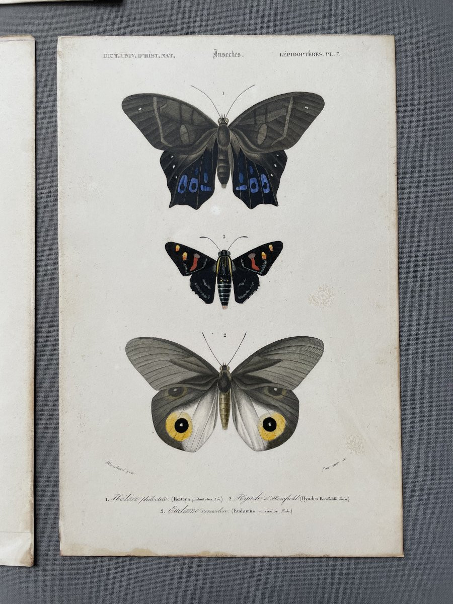 Natural History, Butterflies, Four Watercolor Lithographs-photo-1