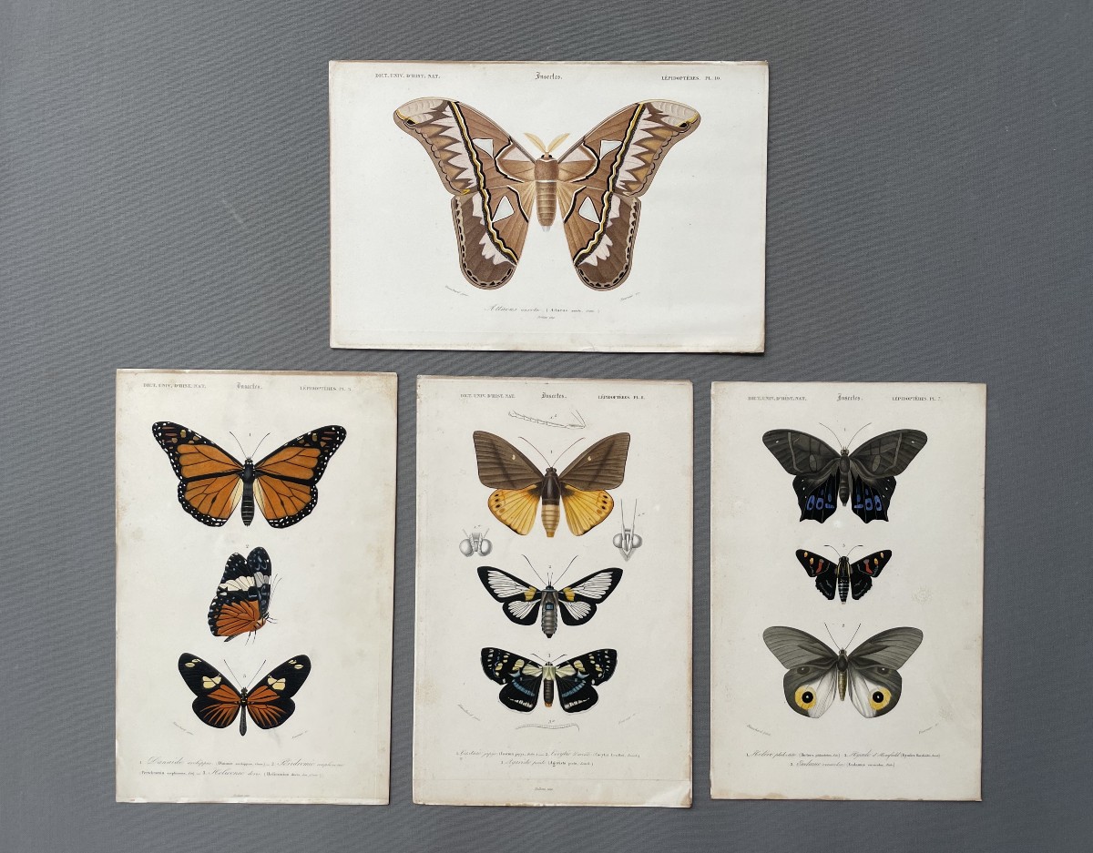 Natural History, Butterflies, Four Watercolor Lithographs