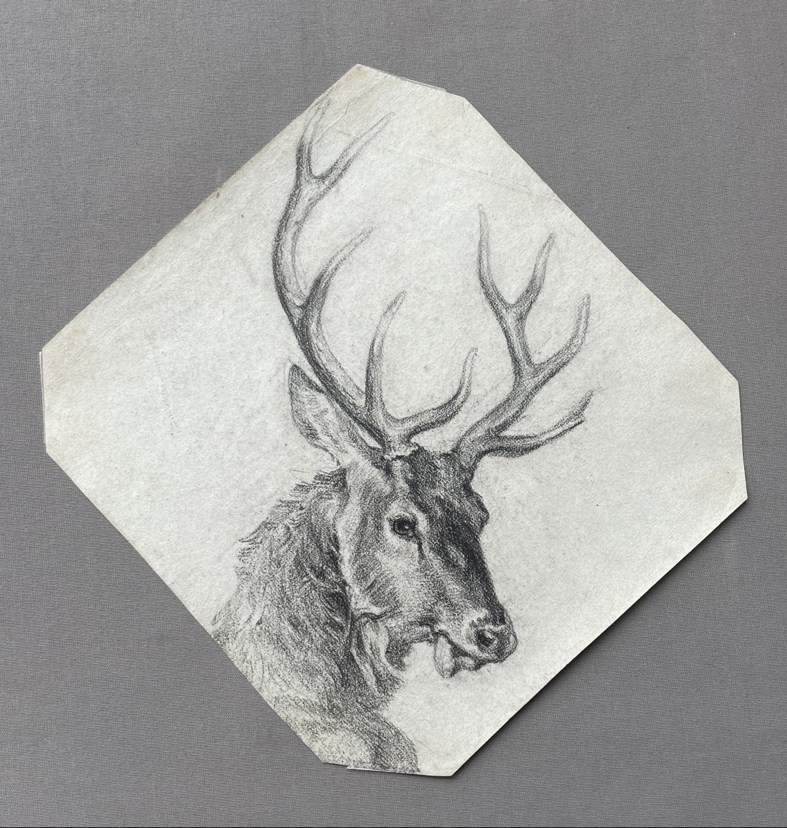 Cerf, dessin à la pierre noire