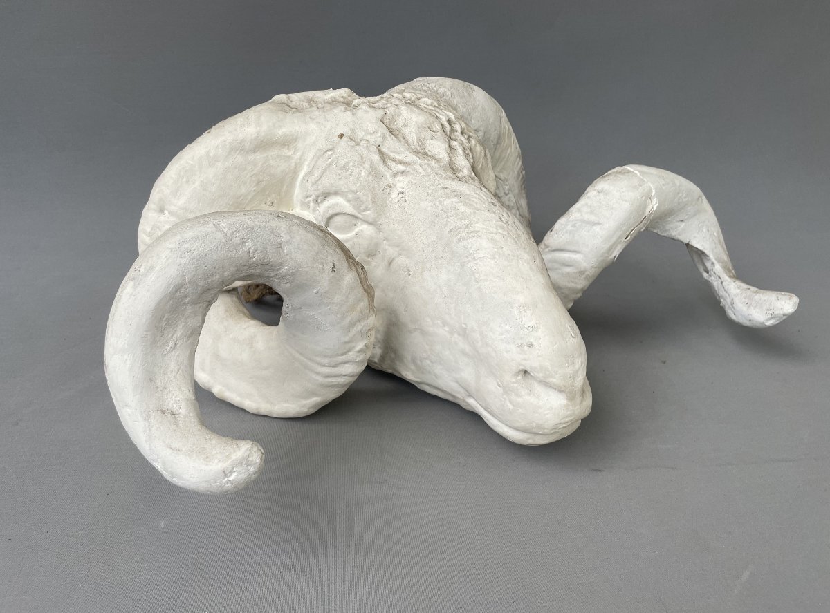 Plaster Ram Head-photo-2