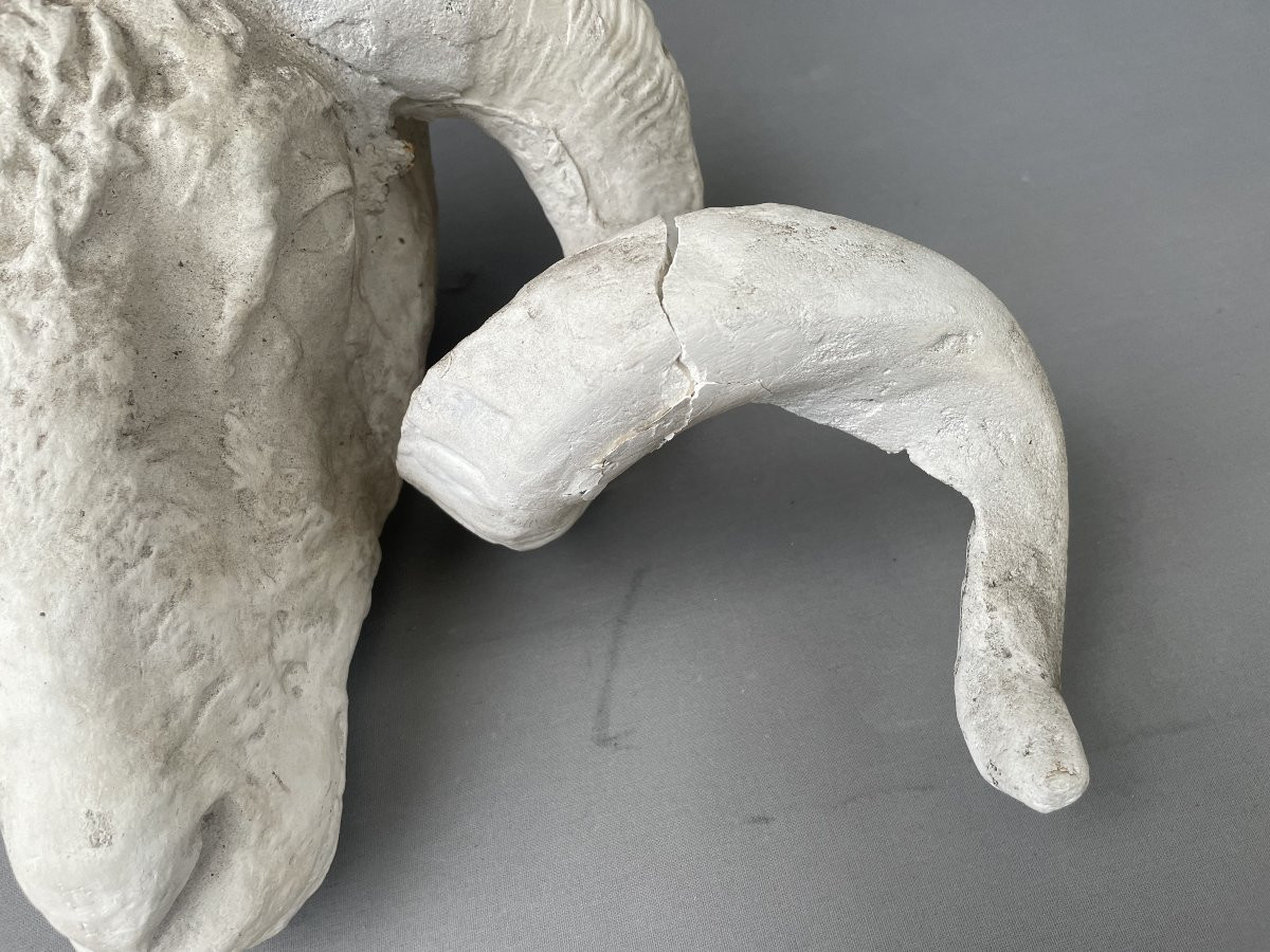 Plaster Ram Head-photo-3