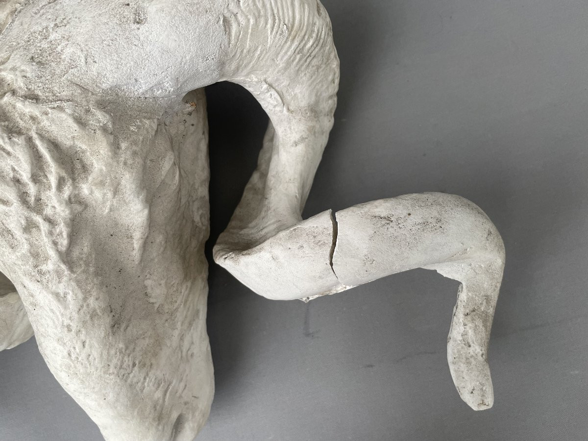 Plaster Ram Head-photo-4