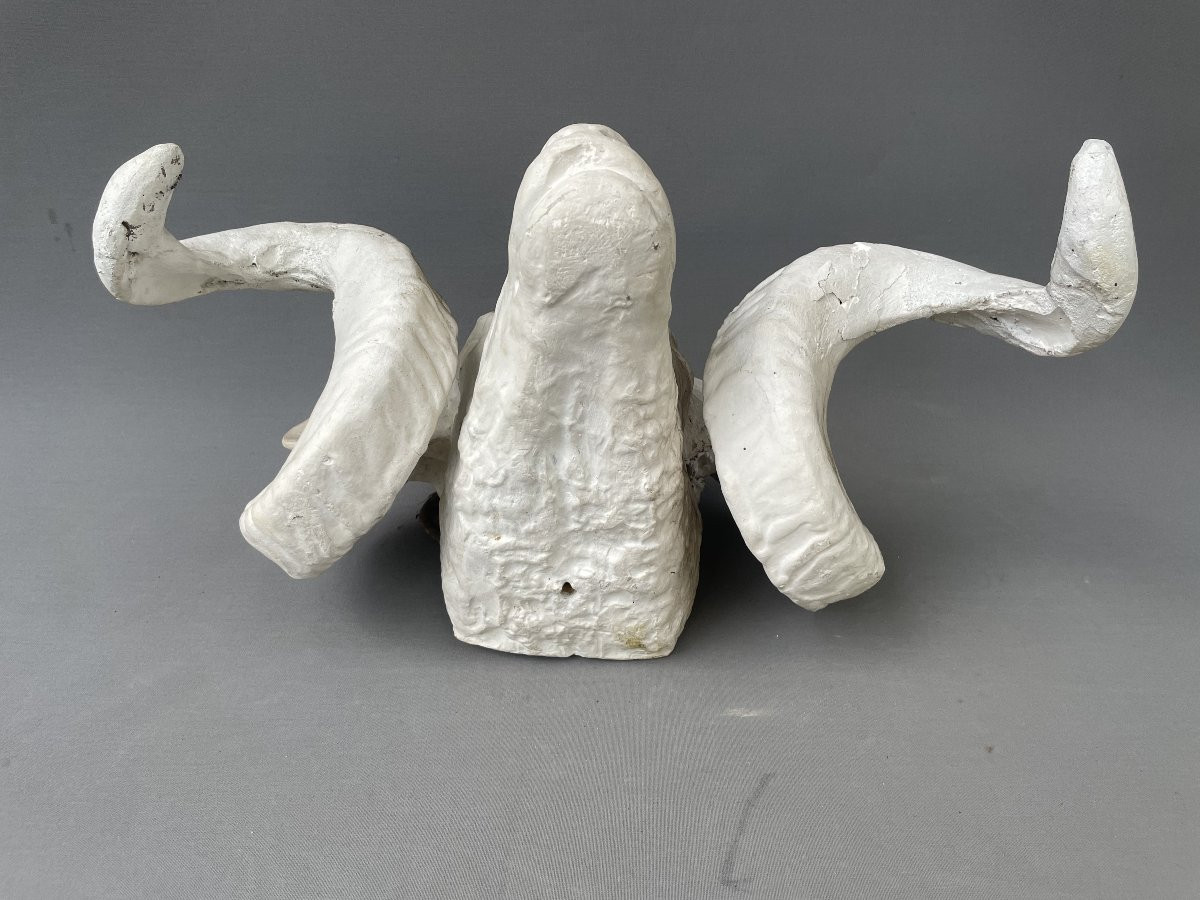 Plaster Ram Head-photo-1