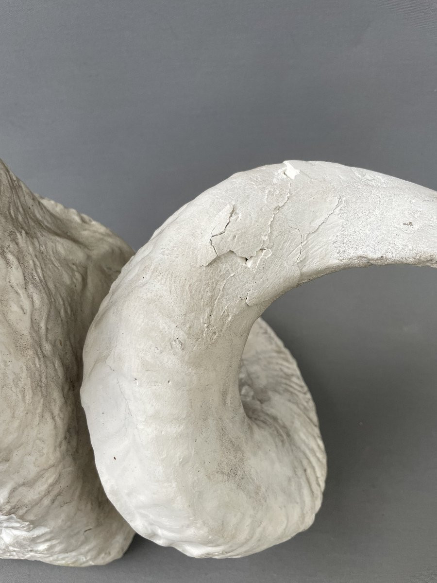 Plaster Ram Head-photo-2