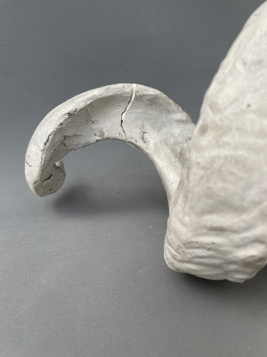 Plaster Ram Head-photo-6