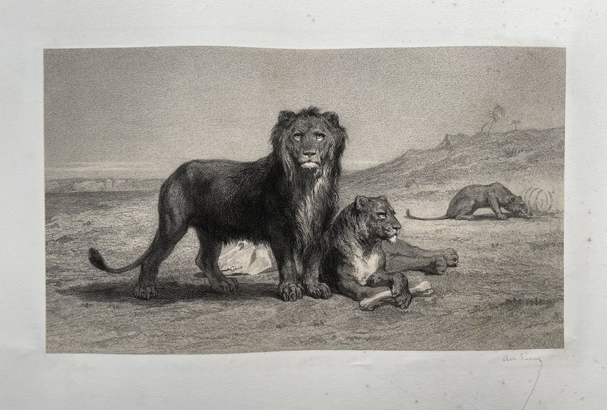 Lion Pack, Engraving-photo-2