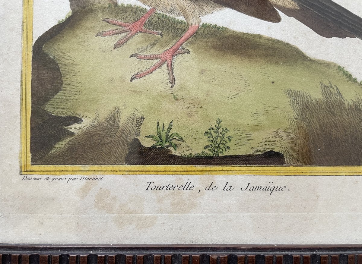 Tourterelle de la Jamaïque, gravure par Martinet-photo-2