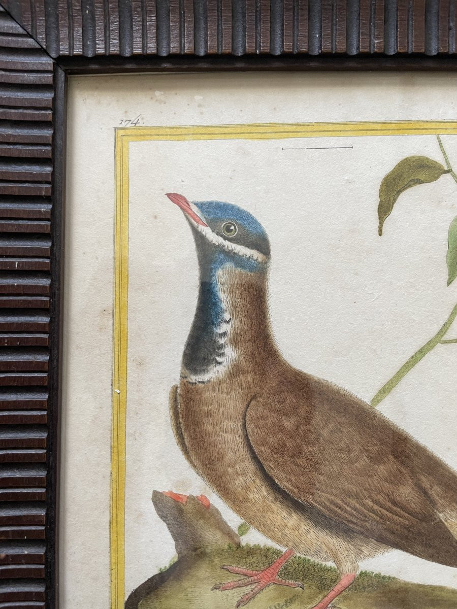 Tourterelle de la Jamaïque, gravure par Martinet-photo-3