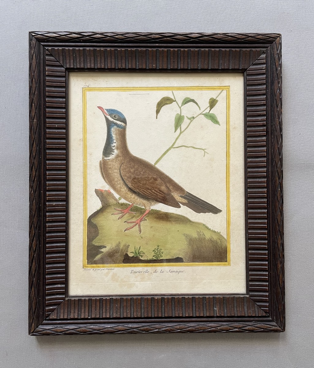 Tourterelle de la Jamaïque, gravure par Martinet