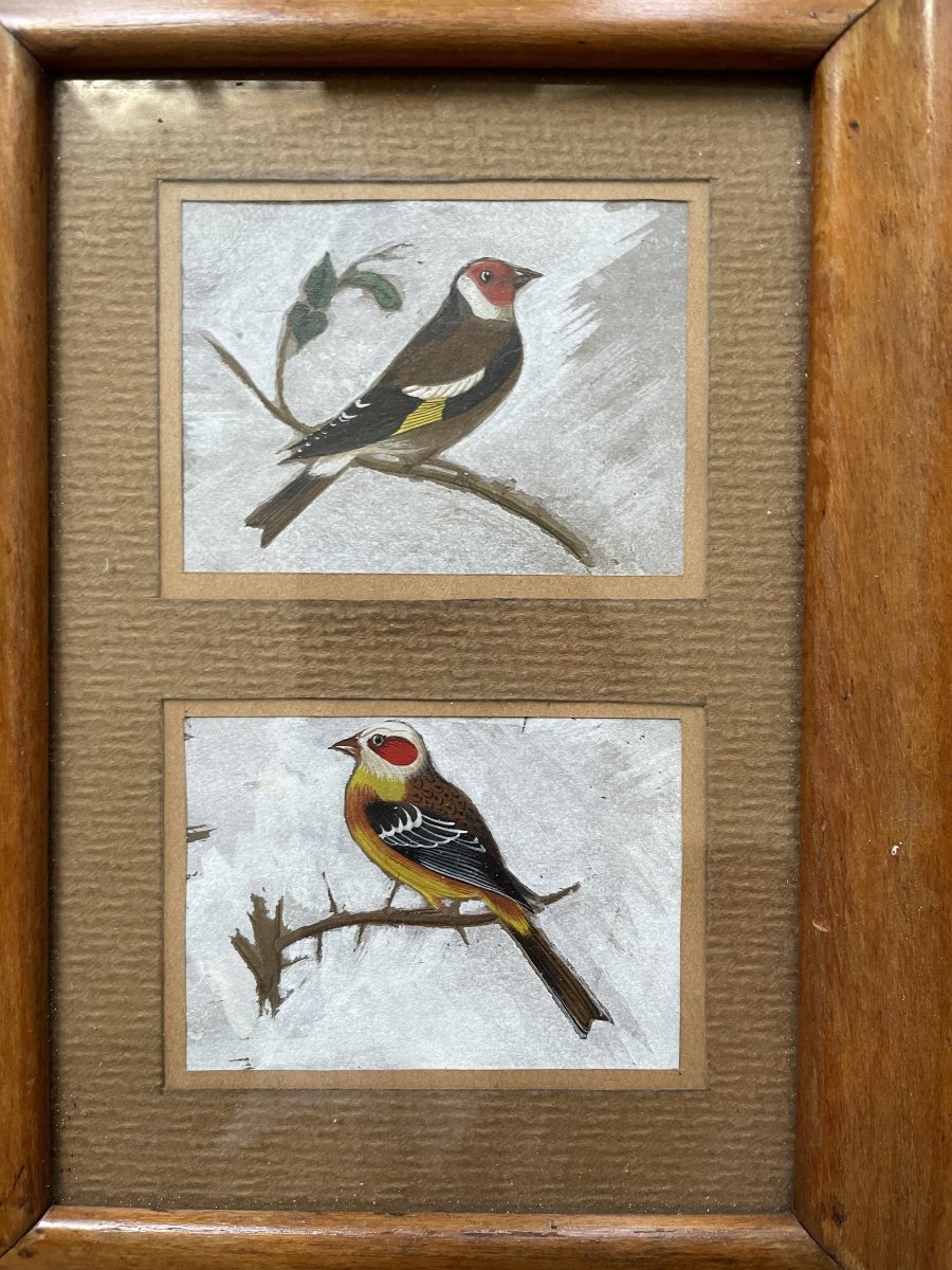 Oiseaux, gouaches, début XXe-photo-2