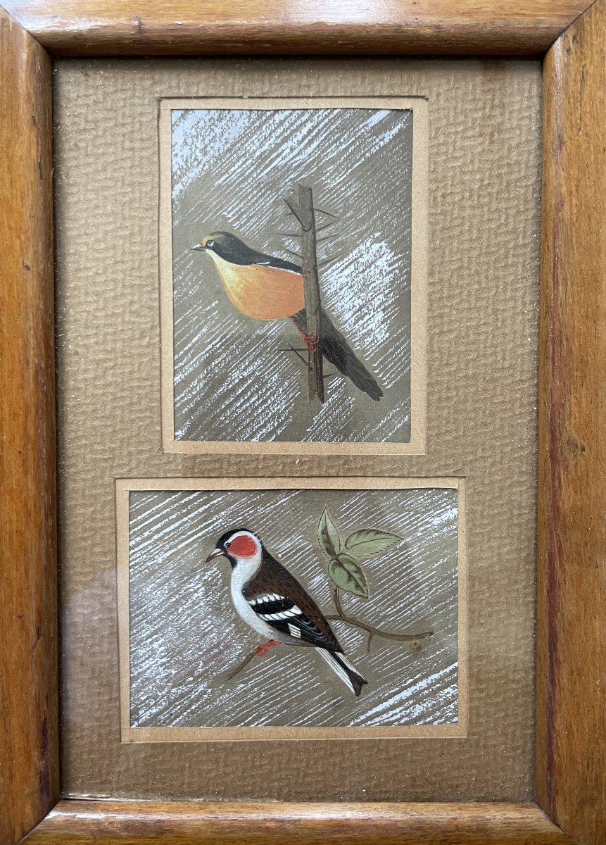 Oiseaux, gouaches, début XXe-photo-3