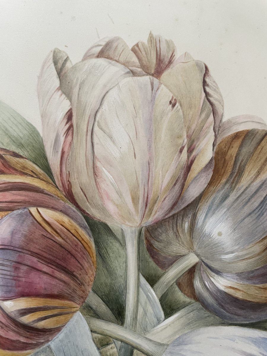 Tulips, Watercolor On Vellum-photo-2