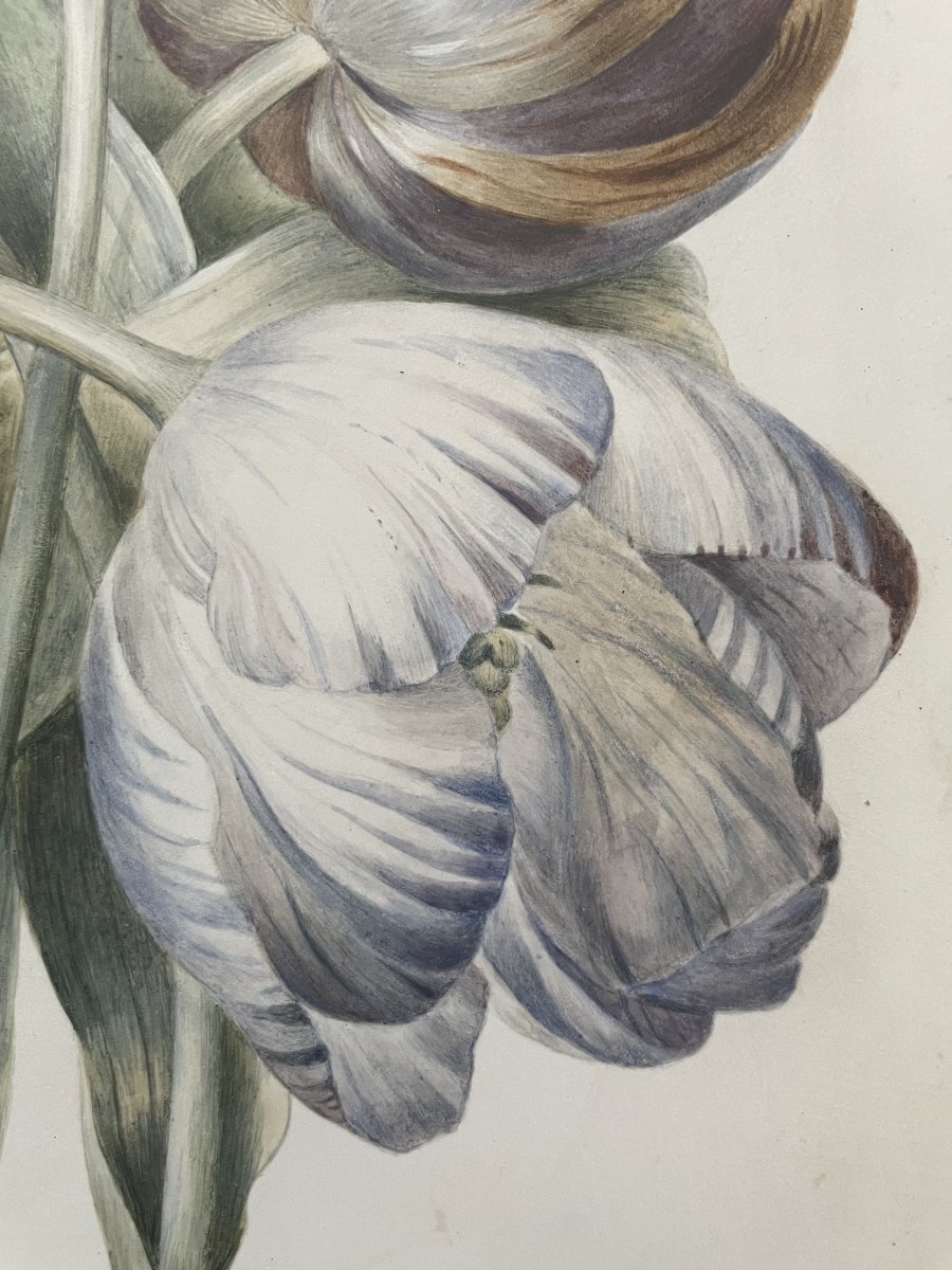 Tulips, Watercolor On Vellum-photo-4