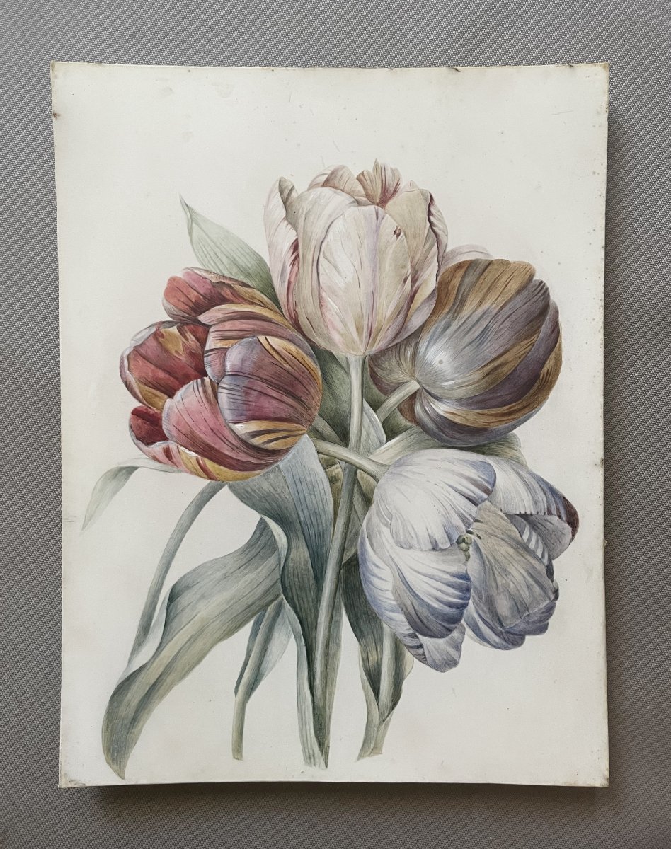 Tulips, Watercolor On Vellum