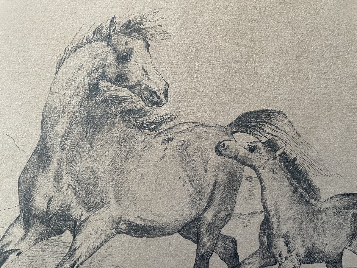 Jument arabe et son poulain, dessin à la plume, début XXe-photo-2