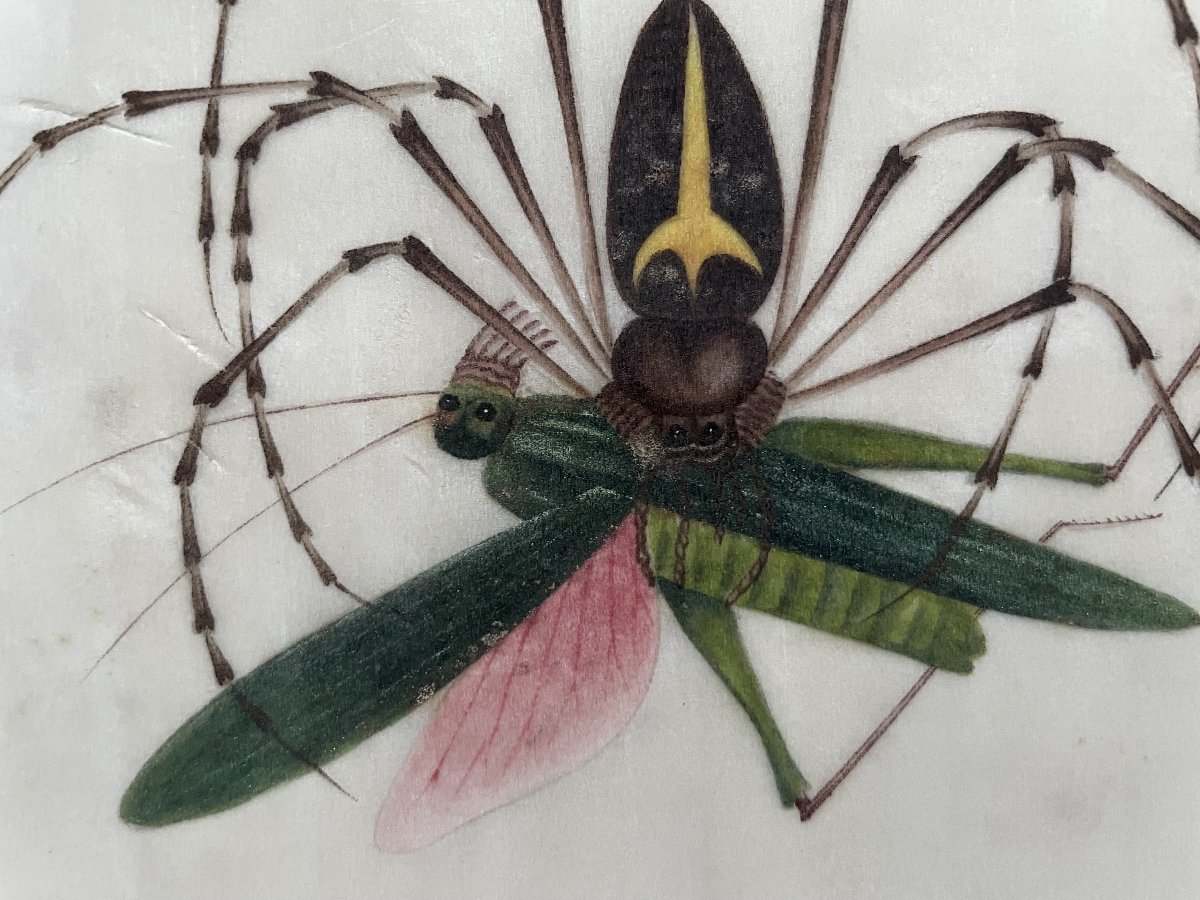 Spider And Its Prey, Canton School, 19th Century-photo-3