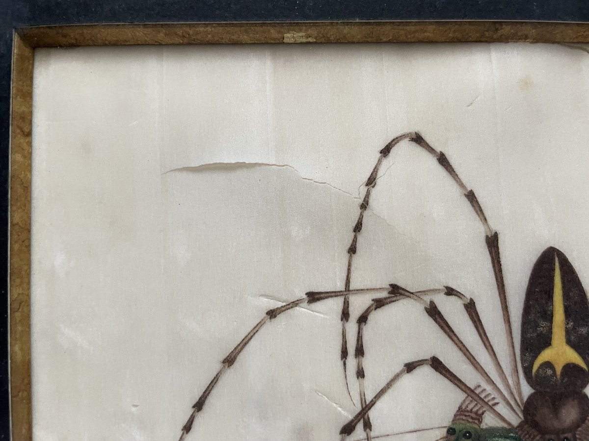 Spider And Its Prey, Canton School, 19th Century-photo-1