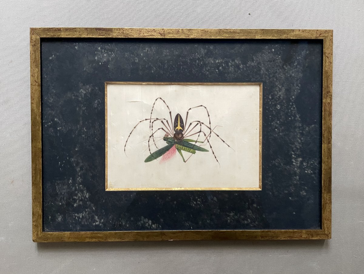 Spider And Its Prey, Canton School, 19th Century