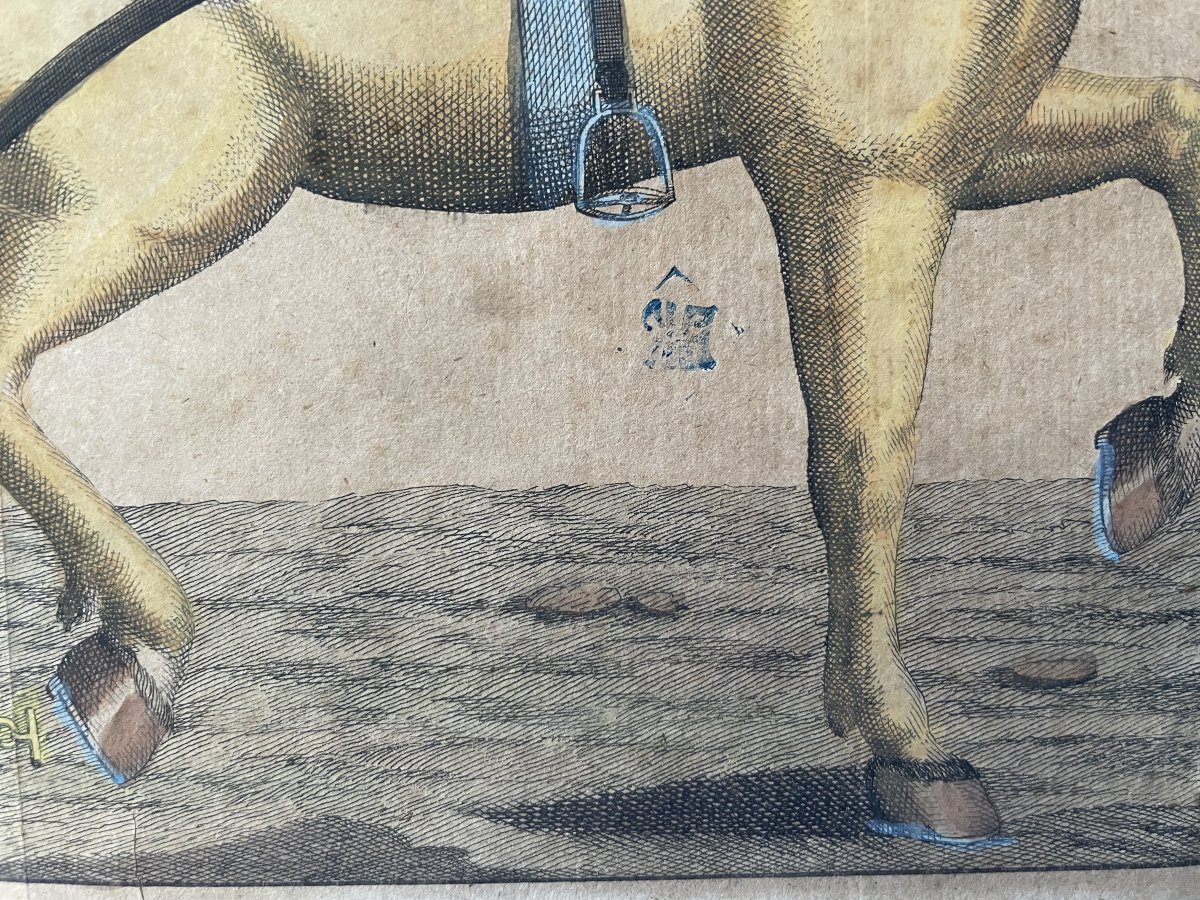 Harnessed Horse, Engraving, 18th Century-photo-2