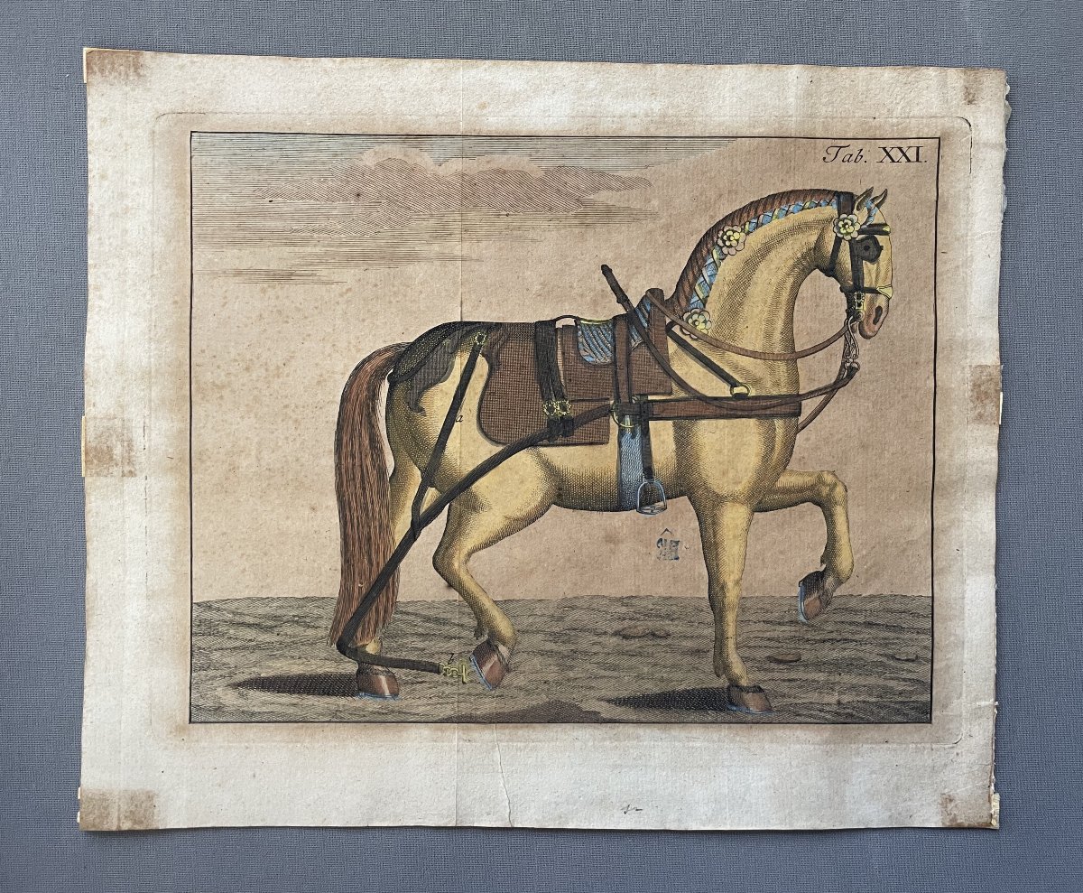 Harnessed Horse, Engraving, 18th Century