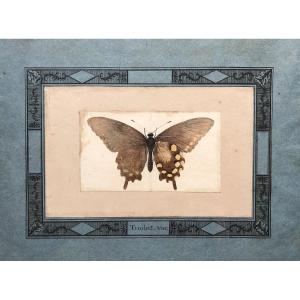 Butterfly, Papilio Troilus, Watercolor Nineteenth