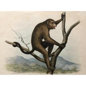 Monkey, Lithograph After Olivier Charles De Penne