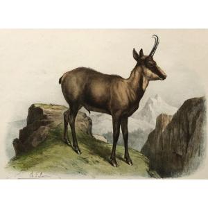 Chamois, Lithographie d'Après Olivier Charles De Penne