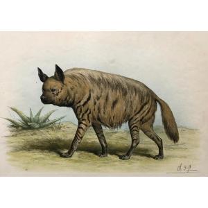 Hyène, Lithographie d'Après Olivier Charles De Penne