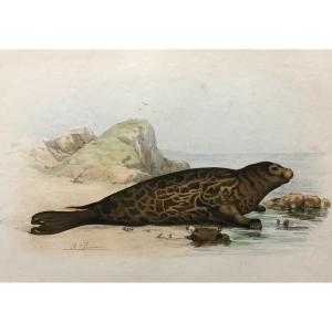 Seal, Lithograph After Olivier Charles De Penne