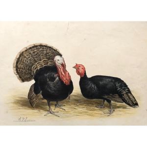 Turkey & Turkey, Lithograph After Olivier Charles De Penne