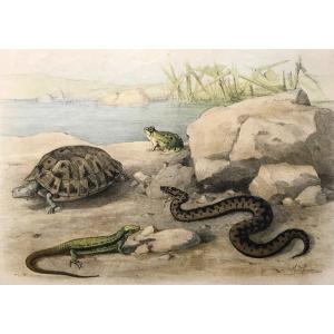 Vipère, Lézard, Tortue, Grenouille, Lithographie d'Après Olivier Charles De Penne