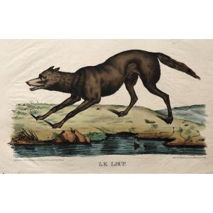 Le Loup, Lithographie d'Après Brunard 