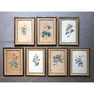 Series Of Seven Botanical Engravings