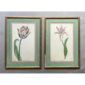 Deux Gravures Botaniques XVIIIe