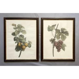 Pair Of Enhanced Engravings, Botanical, Fruits