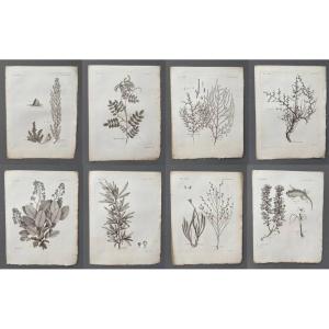 Botanique, huit gravures XVIIIe
