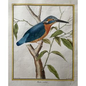 Martin pêcheur, gravure par Martinet