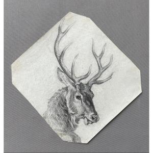 Cerf, dessin à la pierre noire