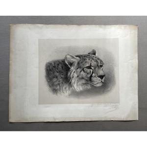 Tête de guépard, gravure signée et dédicacée