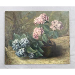 Hydrangeas, Oil On Canvas, Large Format