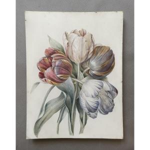 Tulips, Watercolor On Vellum