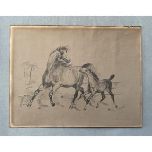 Arabian Mare And Her Foal, Pen-and-ink Drawing, Early 20th Century