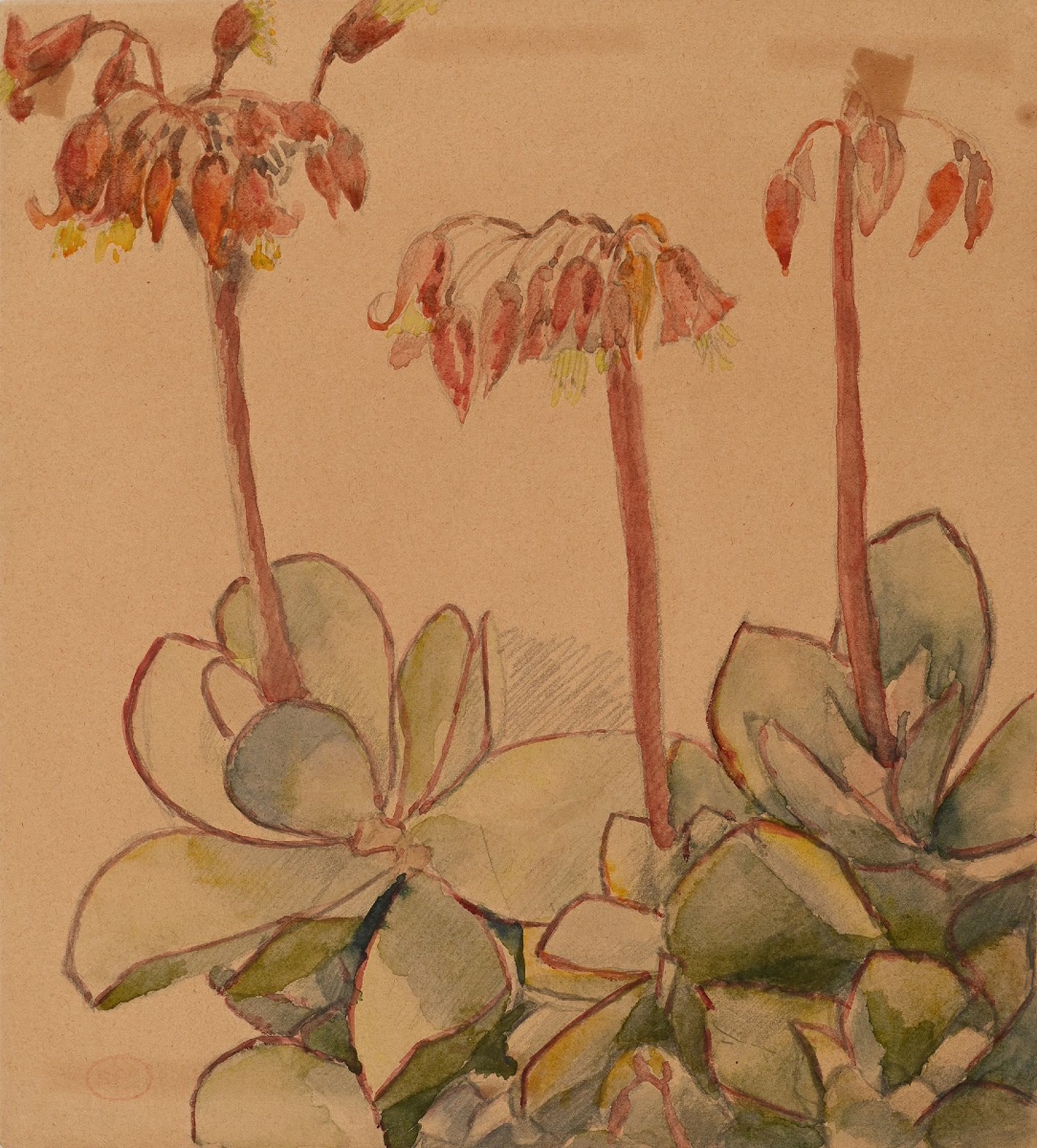 Henri-Edmond CROSS, Étude d’une succulente en fleurs, Aquarelle signée du cachet d’atelier-photo-2