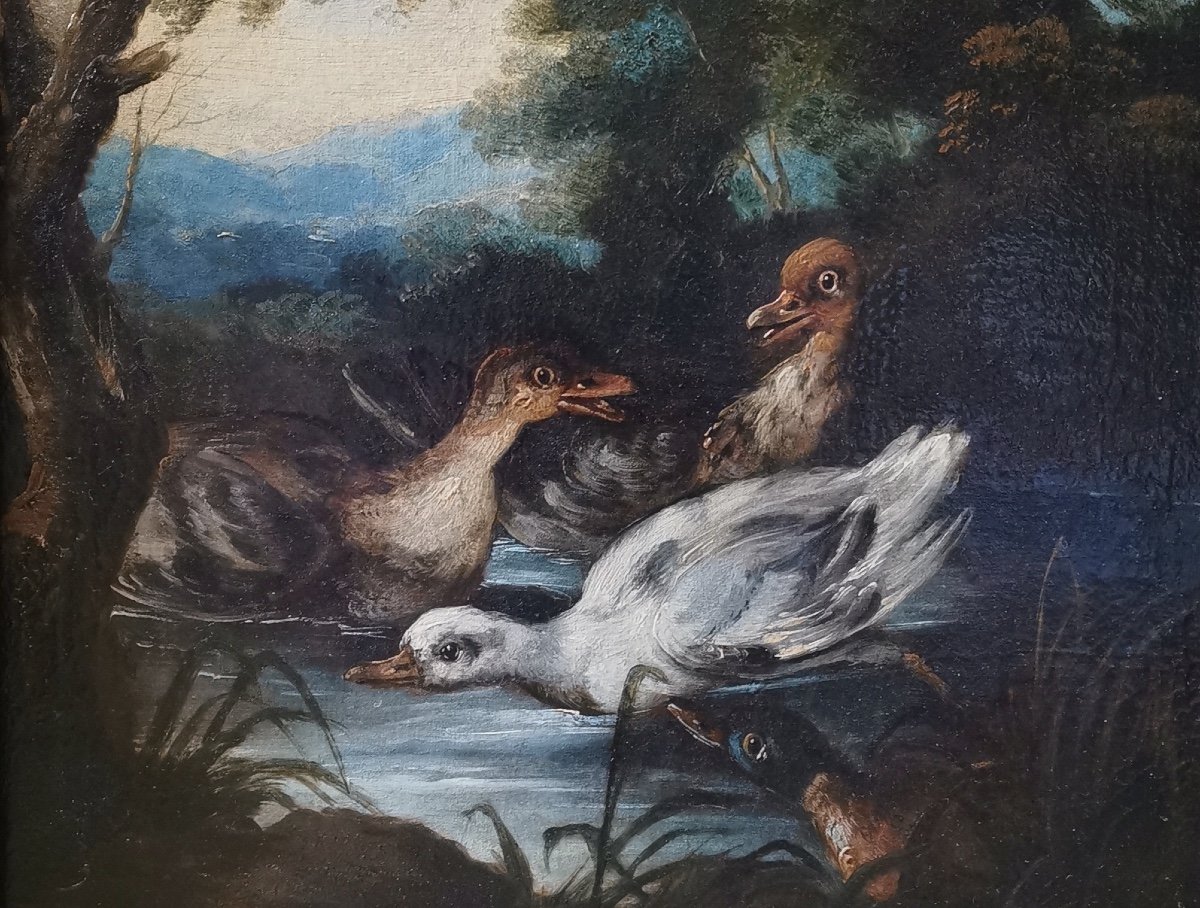 Angelo Maria Crivelli 1662-1730 Attr. à, Canards cygneau col vert sans un paysage de forêt-photo-2