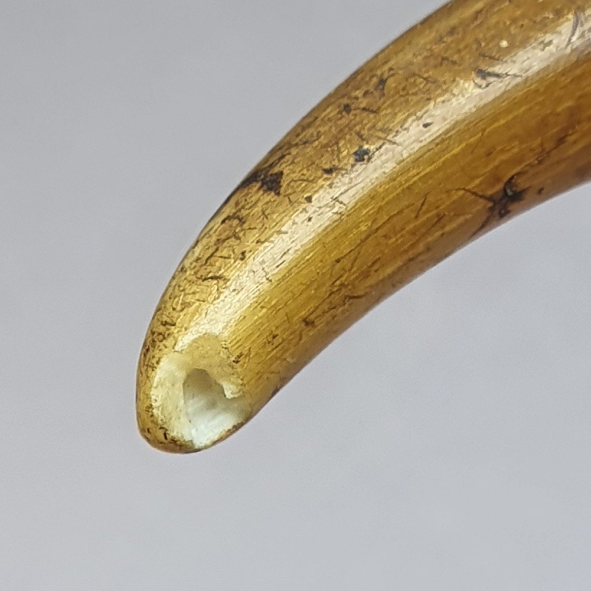 Cane With Bird's Head Knob In Horn With Glass Eyes, Late 19th Century-photo-4