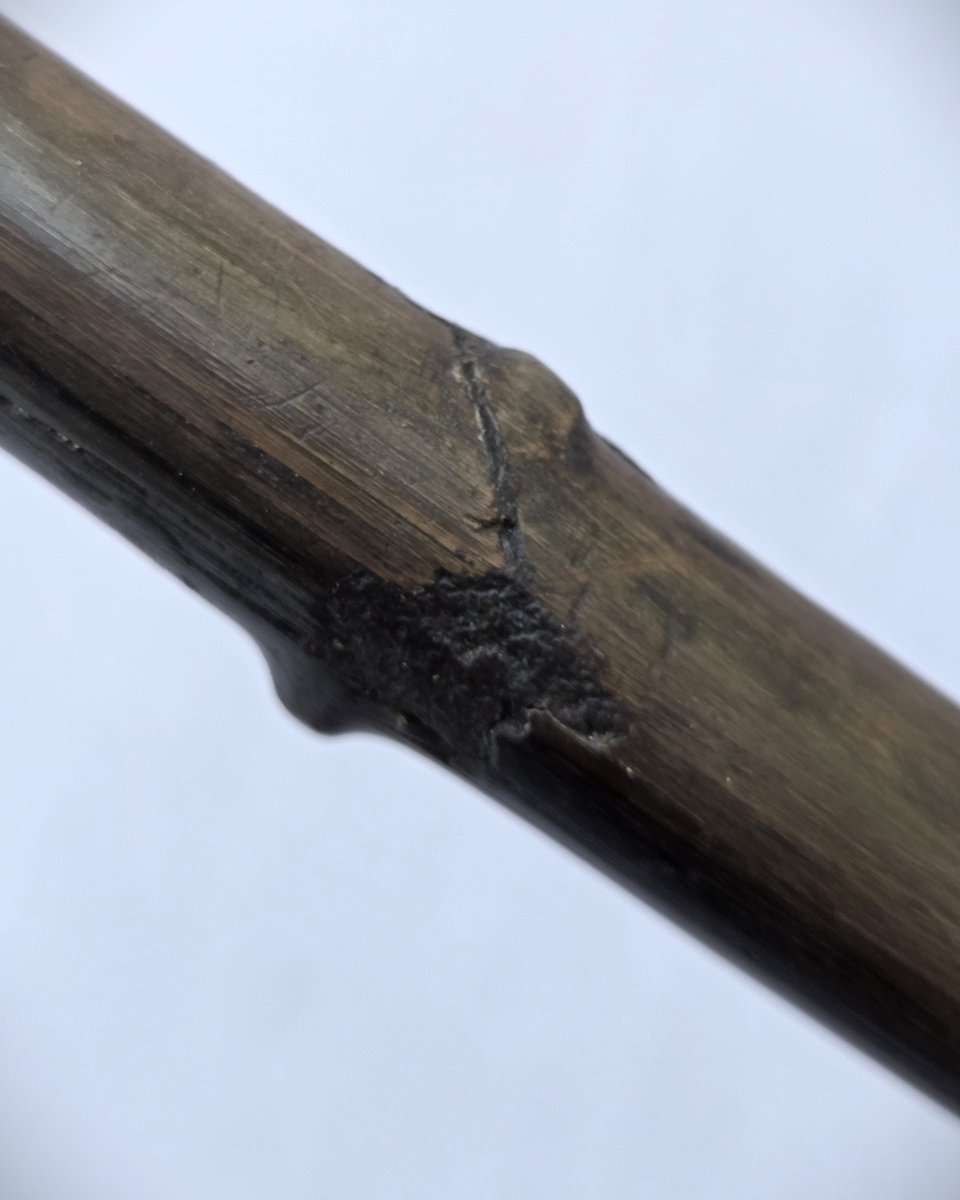 Canne en fanon de baleine, pommeau sculpté tête de chien lévrier, 19e siècle-photo-4