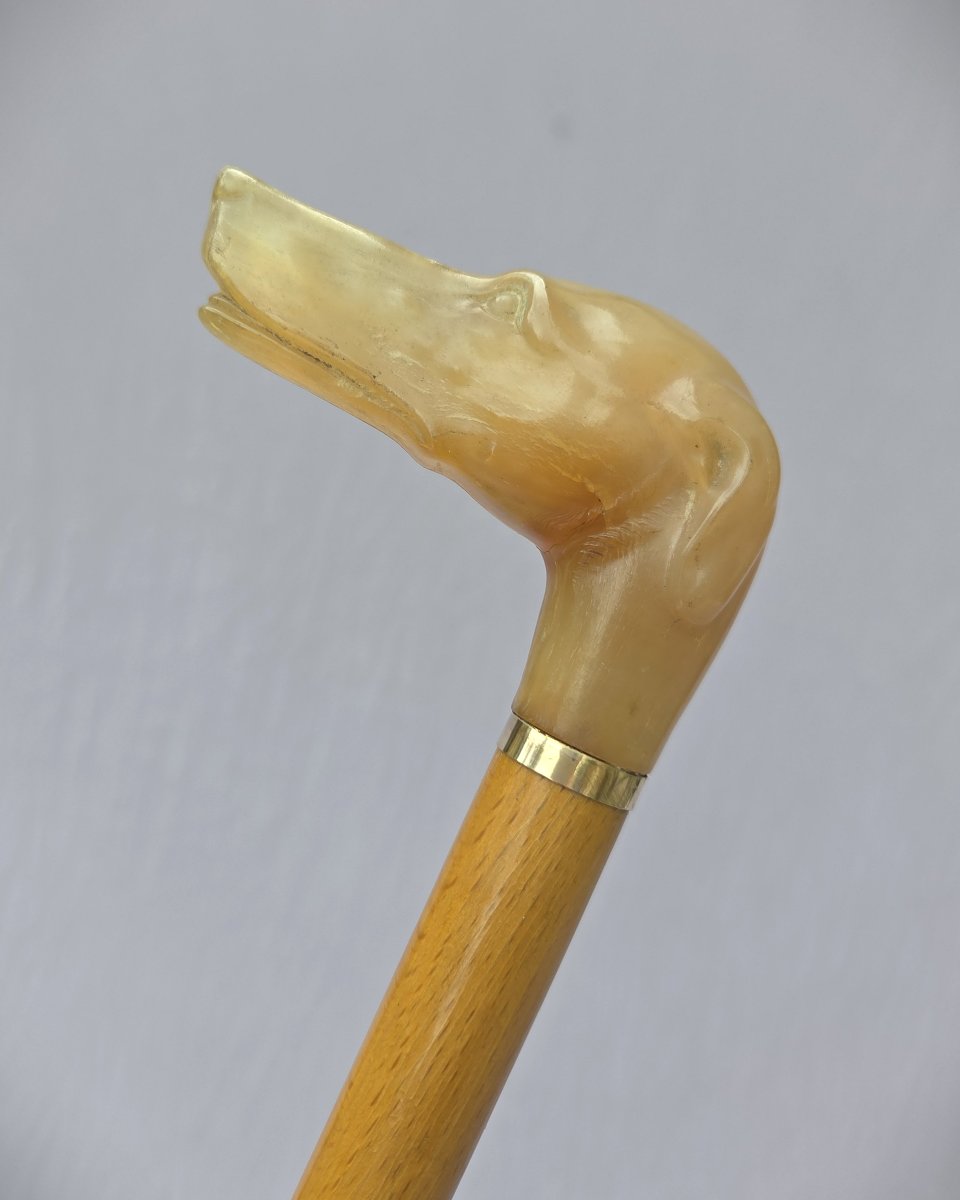 Antique Collection Cane, Horn Knob With Dog Head-photo-3