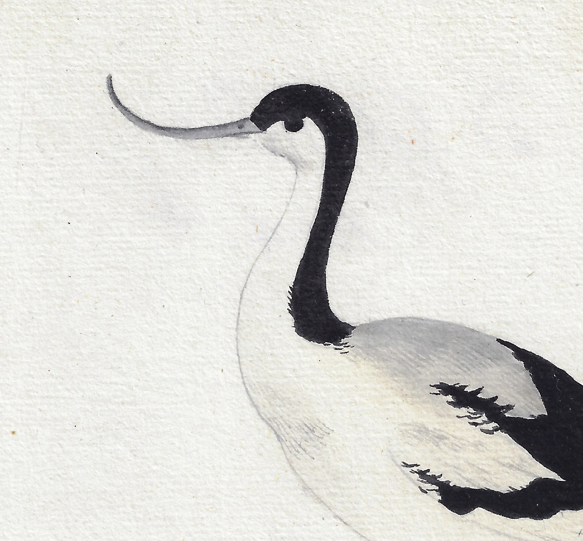 Pieter Holsteyn II (haarlem C. 1614 – 1673 Amsterdam) Study Of An Avocet -photo-3