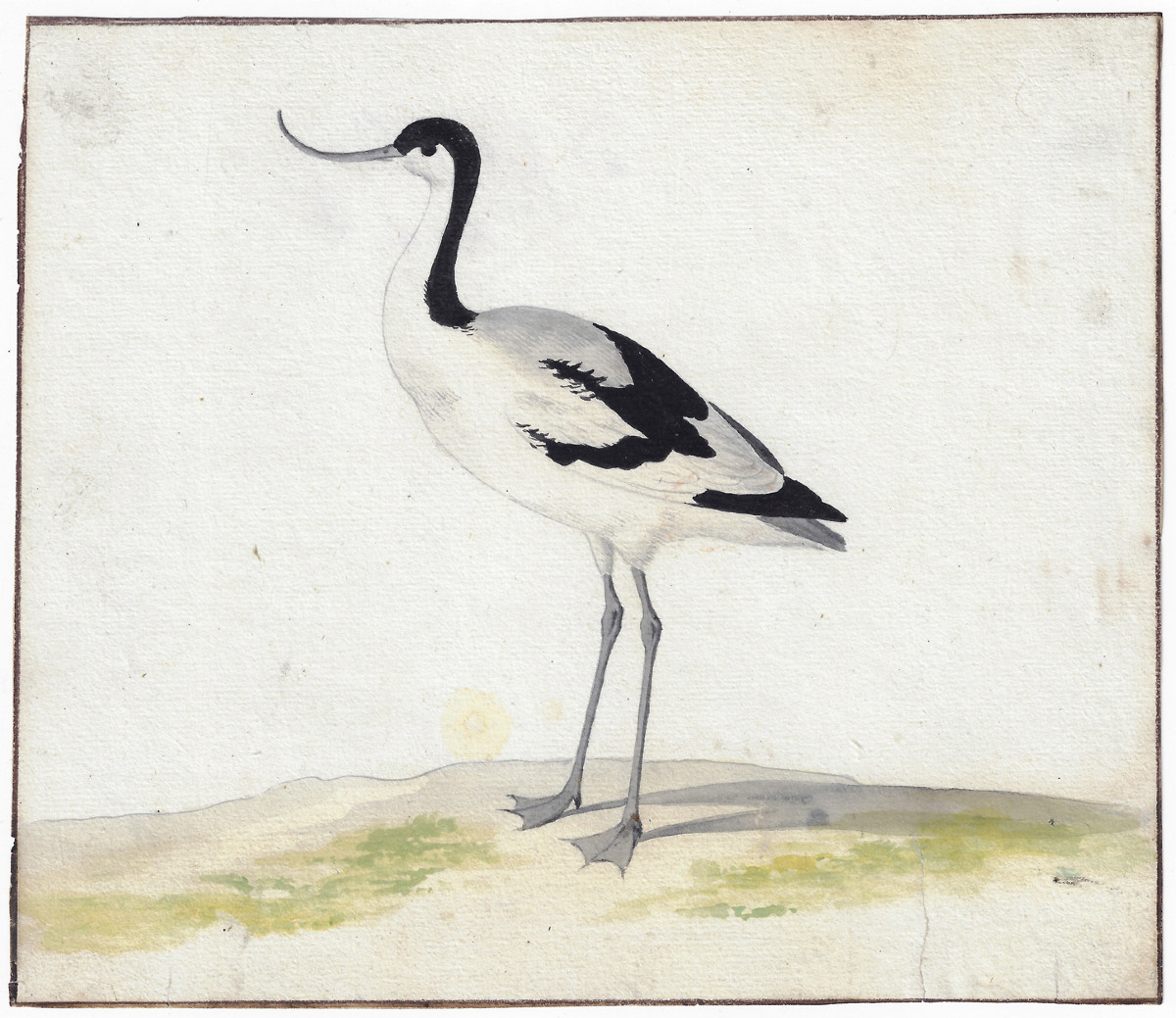 Pieter Holsteyn II (haarlem C. 1614 – 1673 Amsterdam) Study Of An Avocet 