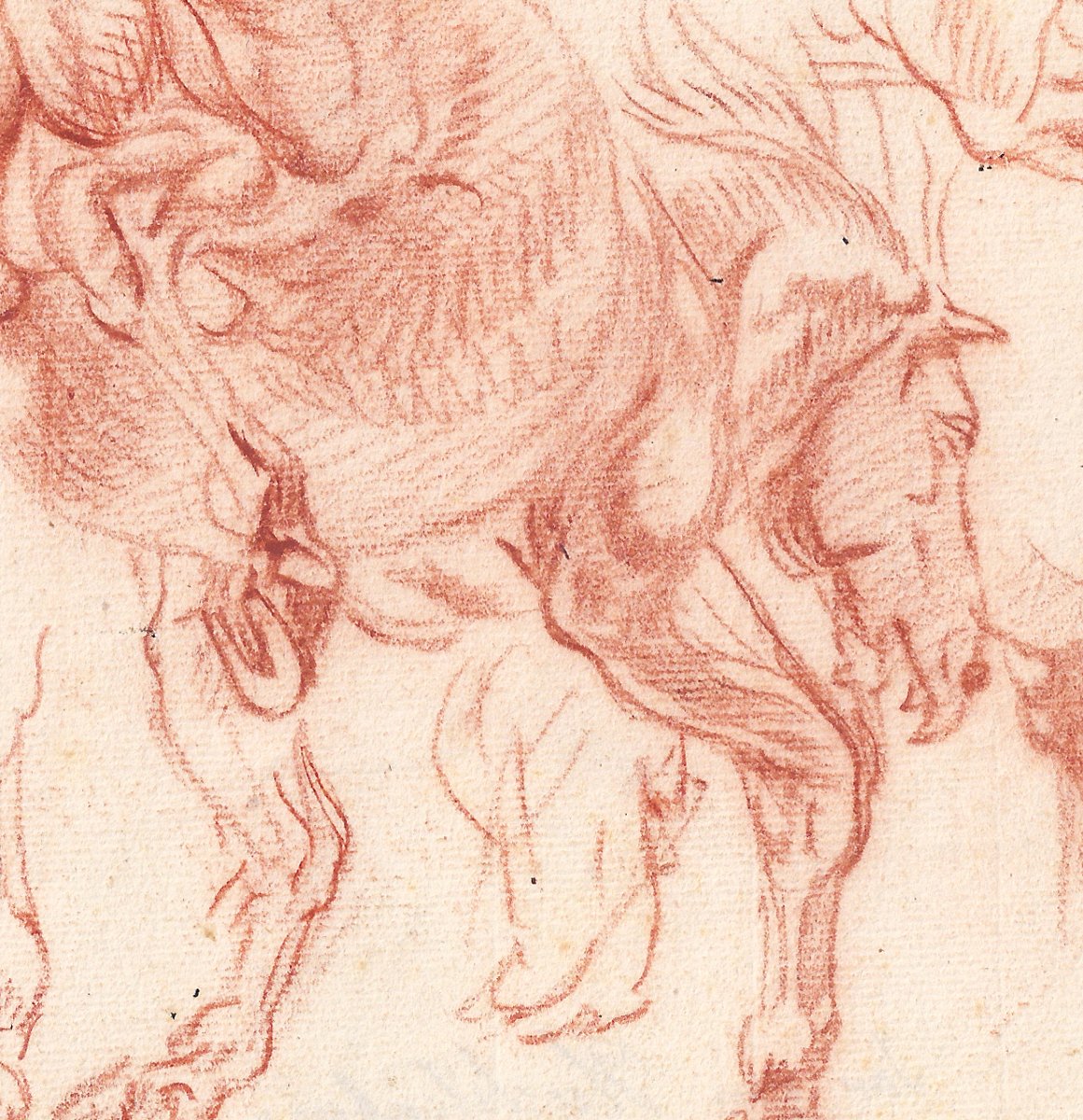 Dessin ancien hollandais XVIIe par Jan van Huchtenburg (1647–1733)  Feuille d'études de cheval -photo-2